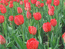 Красные тюльпаны.