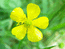 Желтый цветок.